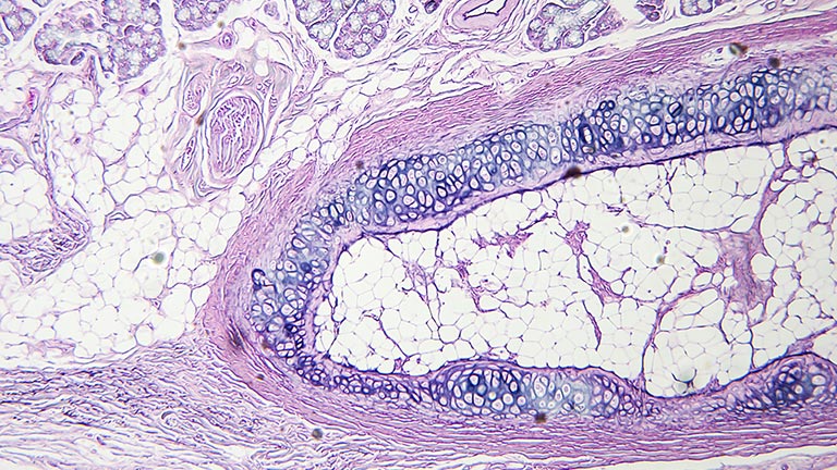 Dermatopathology