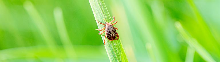 Tick Identification